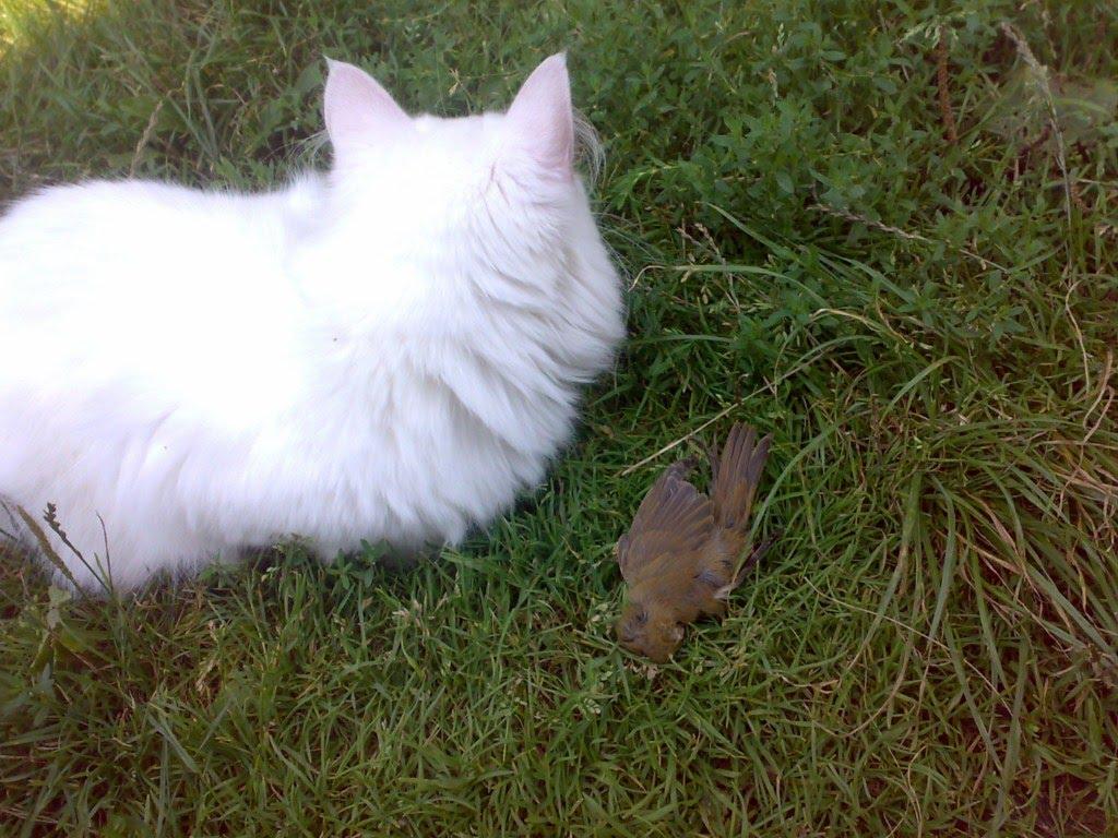 Камінь-Каширський з panoramio.com - Камінь-Каширський