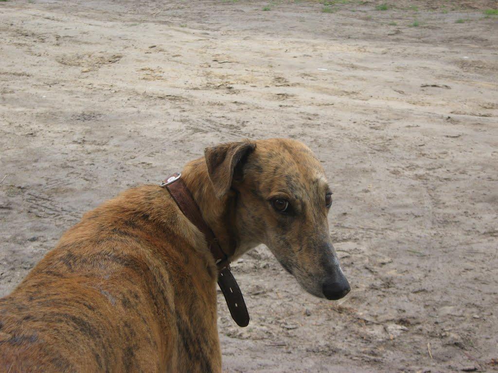 Седнів з panoramio.com - Седнів