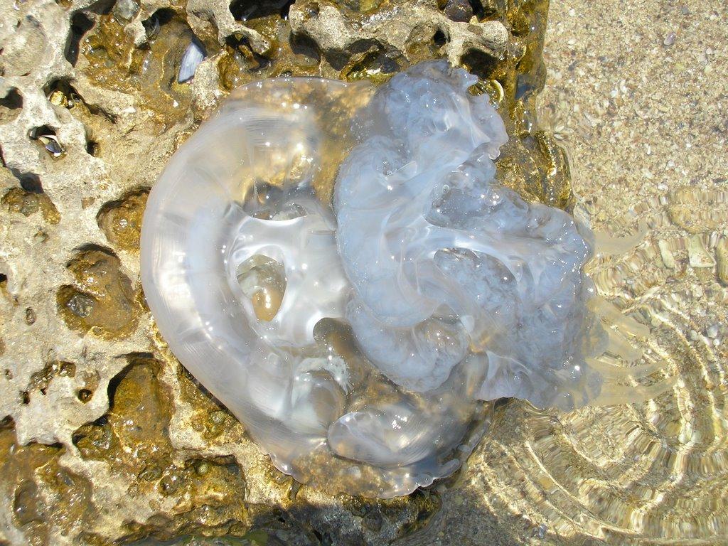 Міжводне з panoramio.com - Межводное