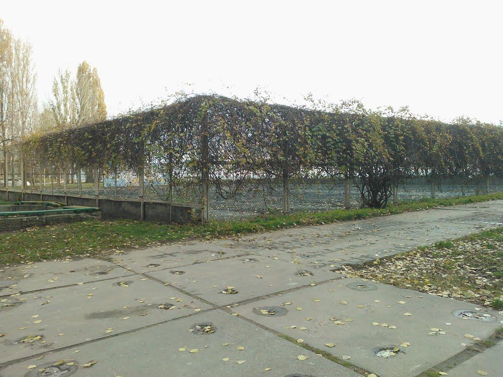 Крижанівка з panoramio.com - Крыжановка