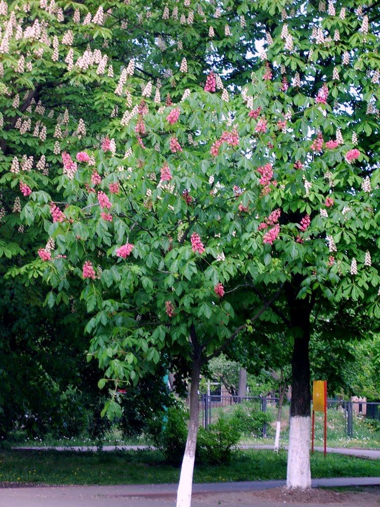 Софіївська Борщагівка з panoramio.com (ч.2) - Софиевская Борщаговка