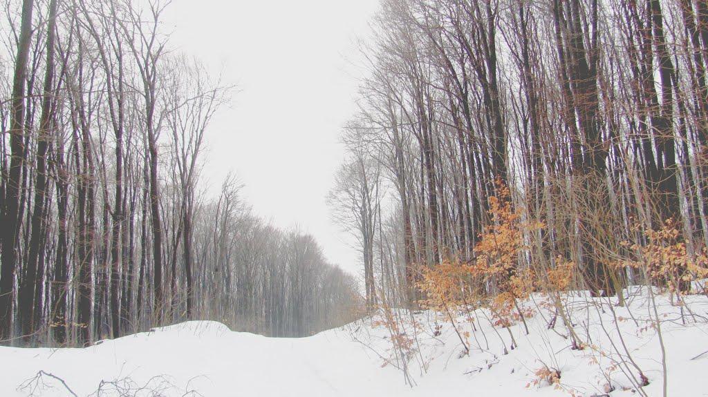 Горішні Шерівці з panoramio.com - Gorishni Sherivtsi