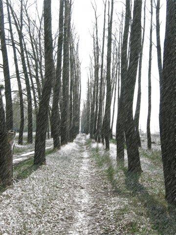 Лиман з panoramio.com - Лиман