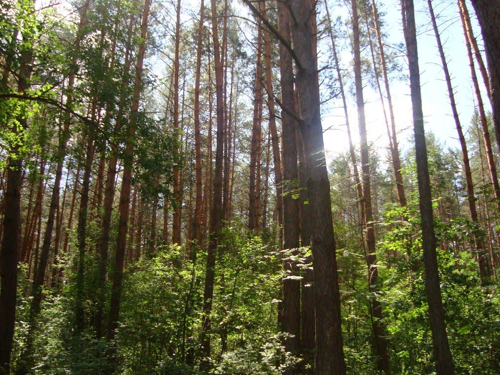 Шийки з panoramio.com - Шийки