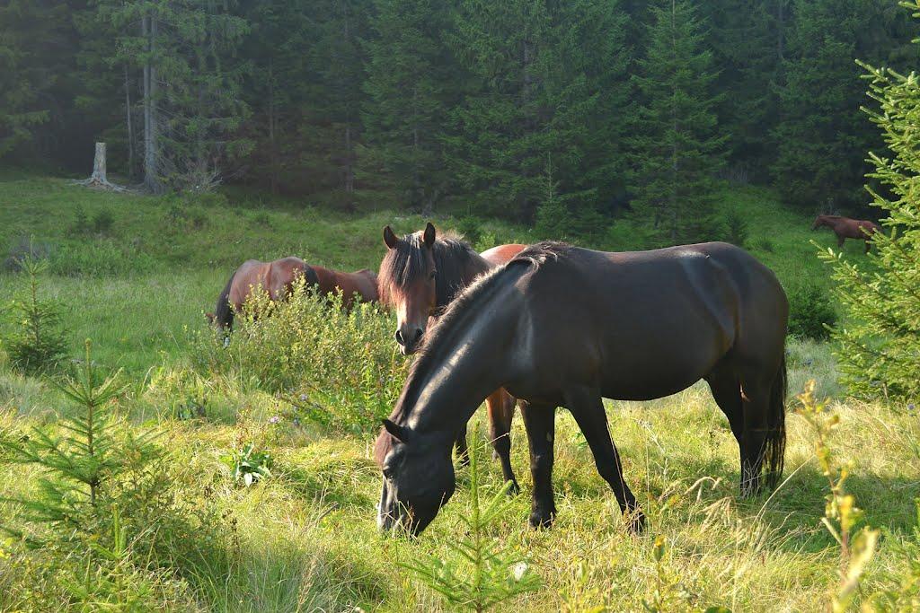 Стара Гута з panoramio.com