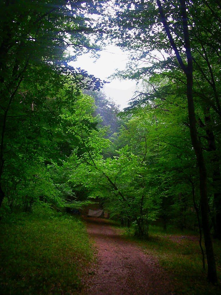 Краснолісся з panoramio.com - Краснолісся