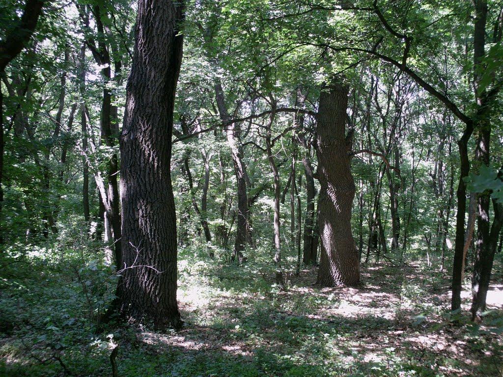 Станично-Луганське з panoramio.com (ч.2) - Станично-Луганское