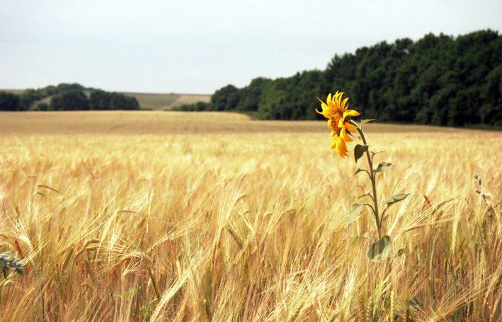 Бірки з panoramio.com - Бірки
