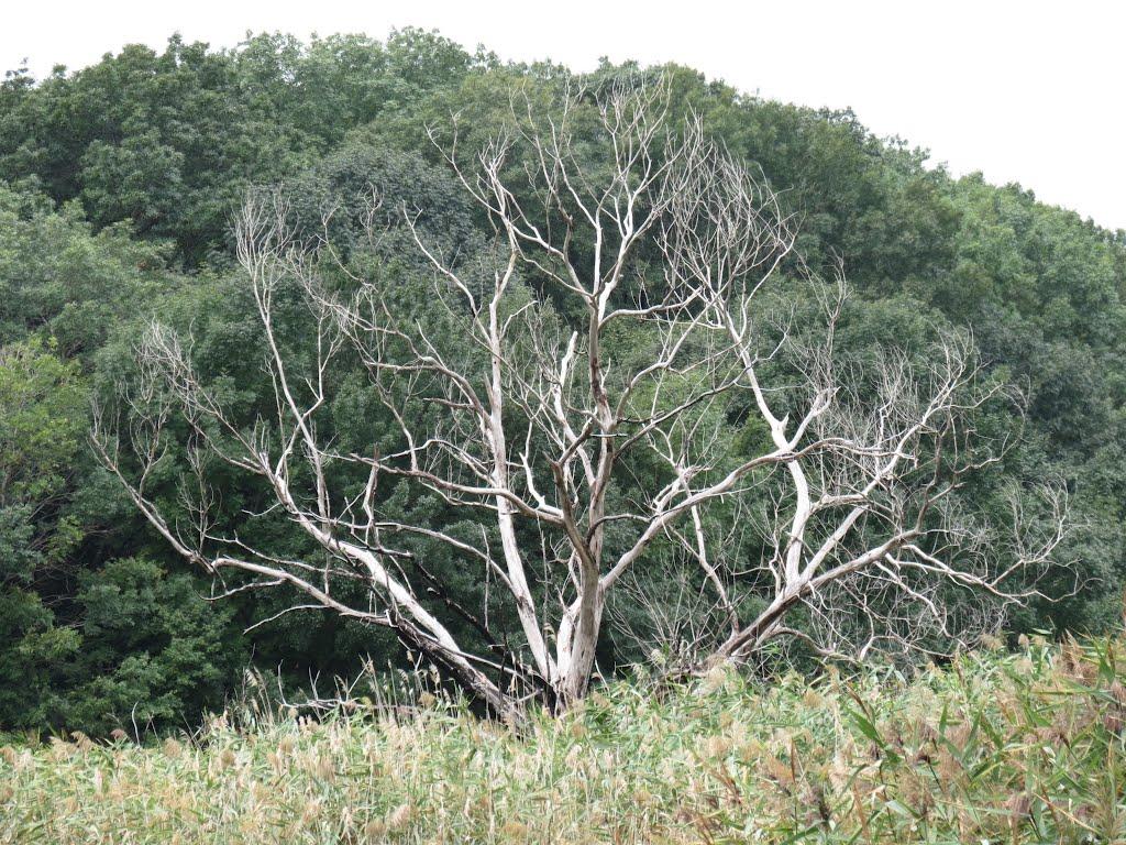Гончарівка з panoramio.com - Гончарівка
