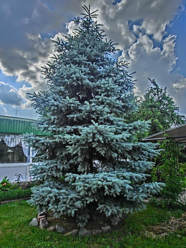 Олександрія з panoramio.com (ч.3) - Олександрія