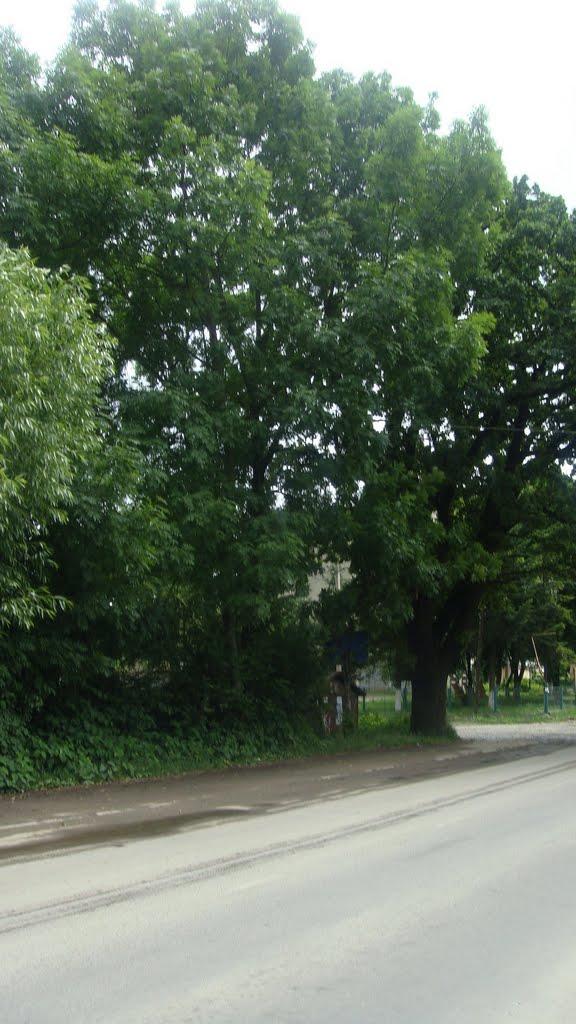 Свалява з panoramio.com - Свалява