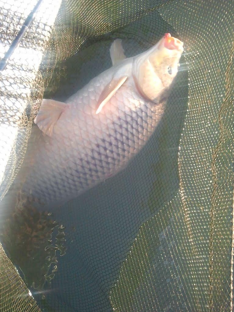 Ліски з panoramio.com - Ліски