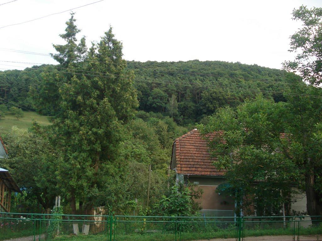 Рай з panoramio.com - Рай