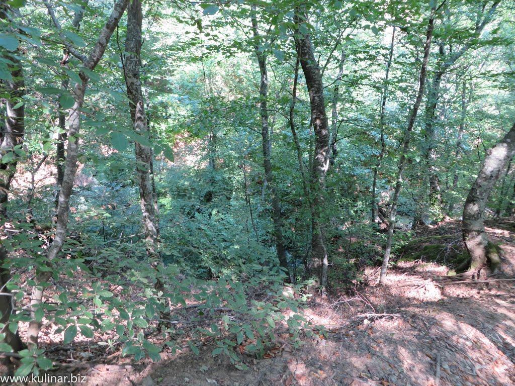 Генеральське з panoramio.com (ч.3) - Generalske