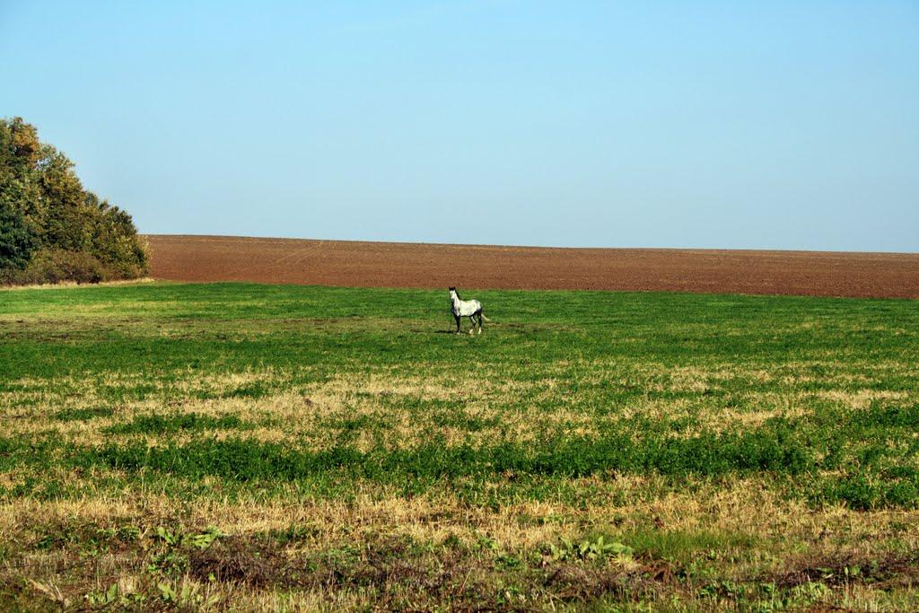 Олексіївка з panoramio.com - Алексеевка