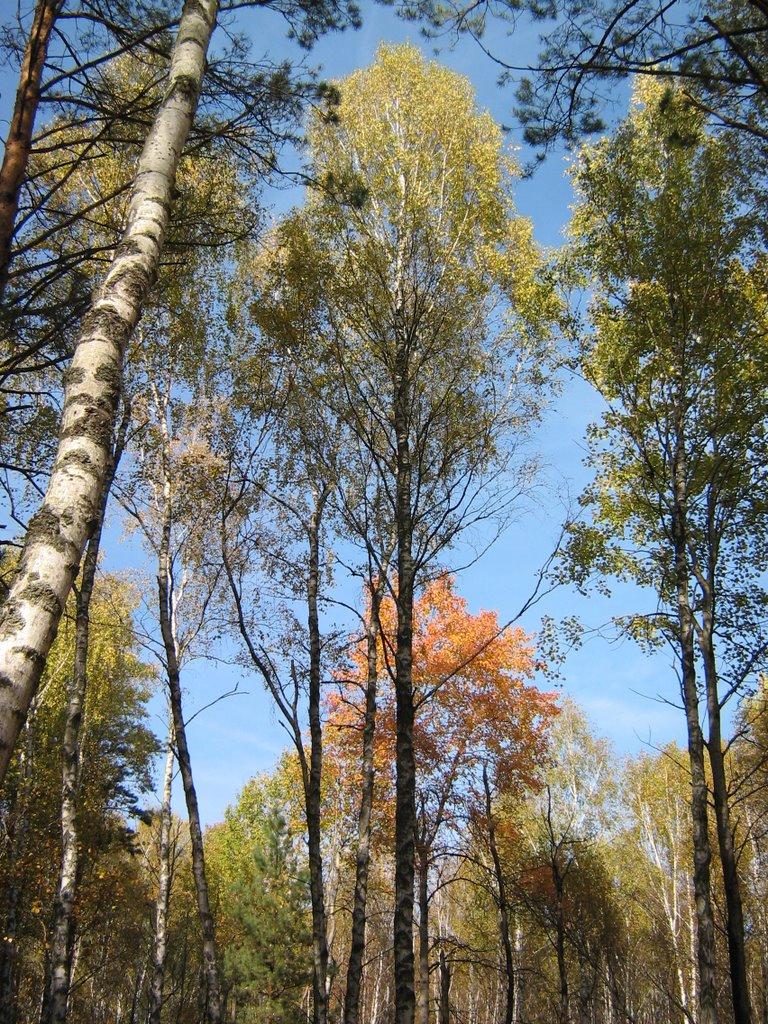 Діброво-Ленінське з panoramio.com - Діброво-Ленінське