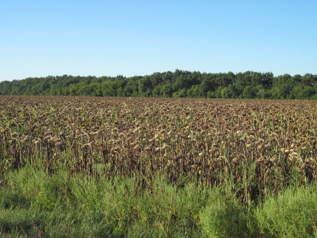 Богуслав з panoramio.com - Богуслав