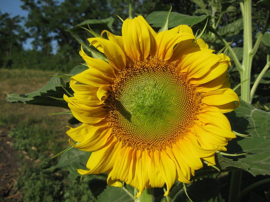 Ванчиківці з panoramio.com - Ванчиківці