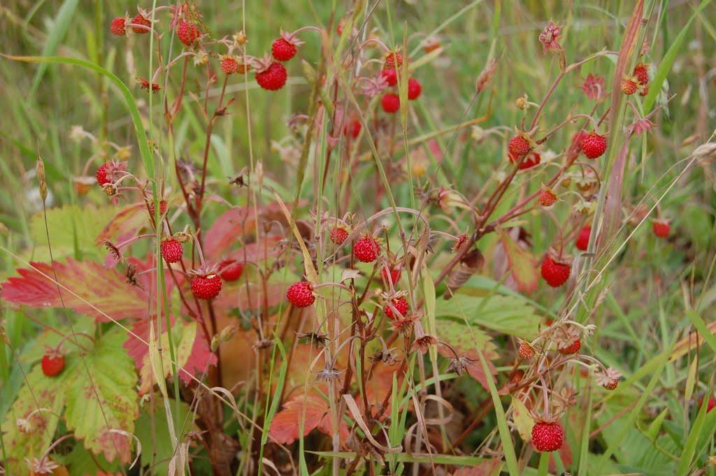 Хрінники з panoramio.com - Khrinnyky