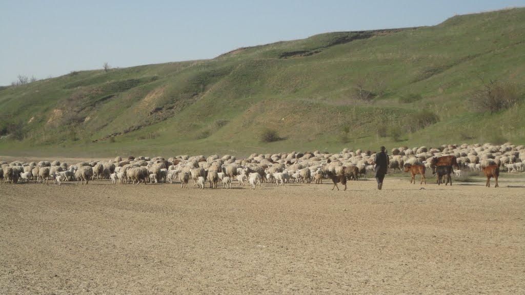 Кубанка з panoramio.com - Кубанка