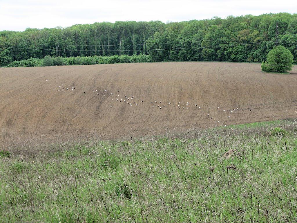 Бахматівці з panoramio.com - Бахматівці