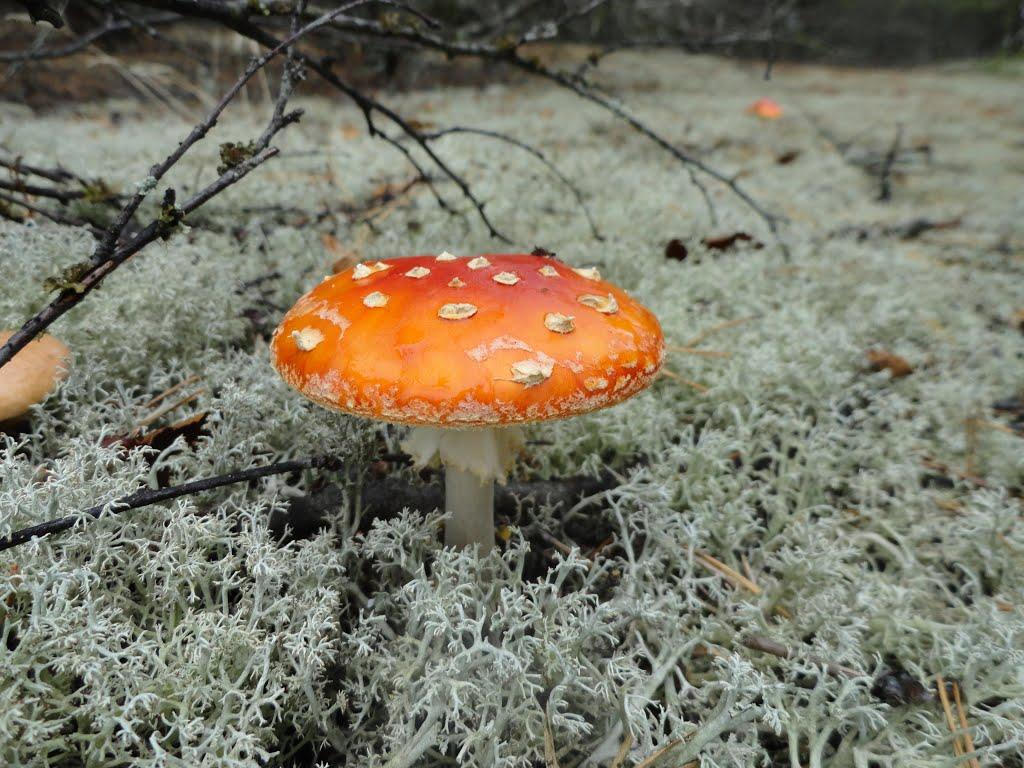 Троянівка з panoramio.com