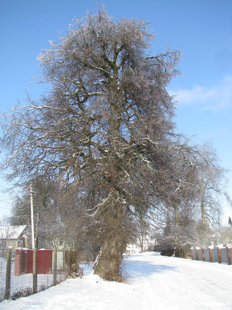 Домажир з panoramio.com - Домажир