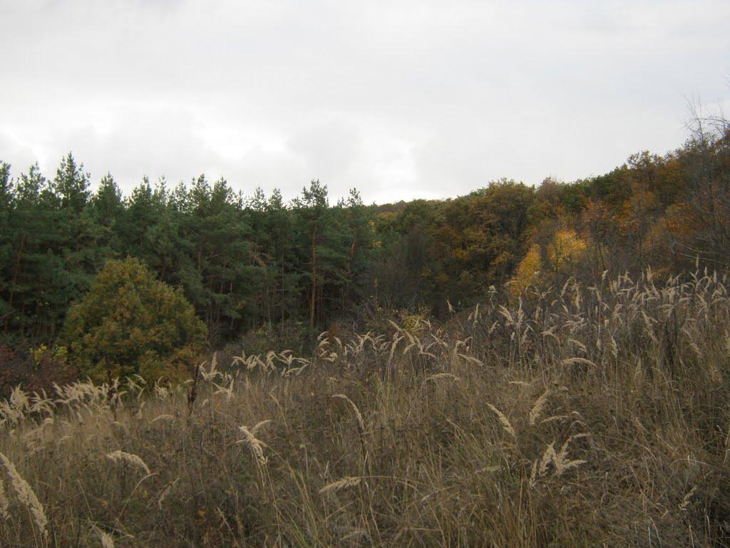 Довжик з panoramio.com - Довжик