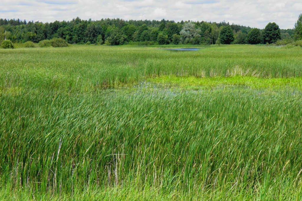 Маневичі з panoramio.com - Маневичі