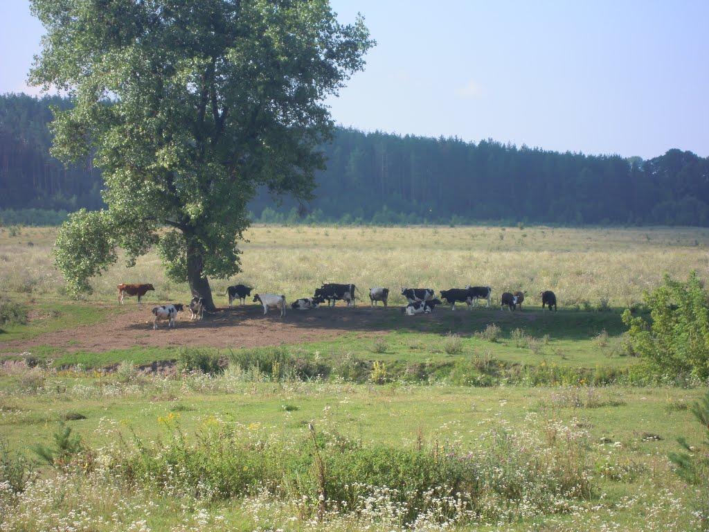 Михля з panoramio.com - Михля