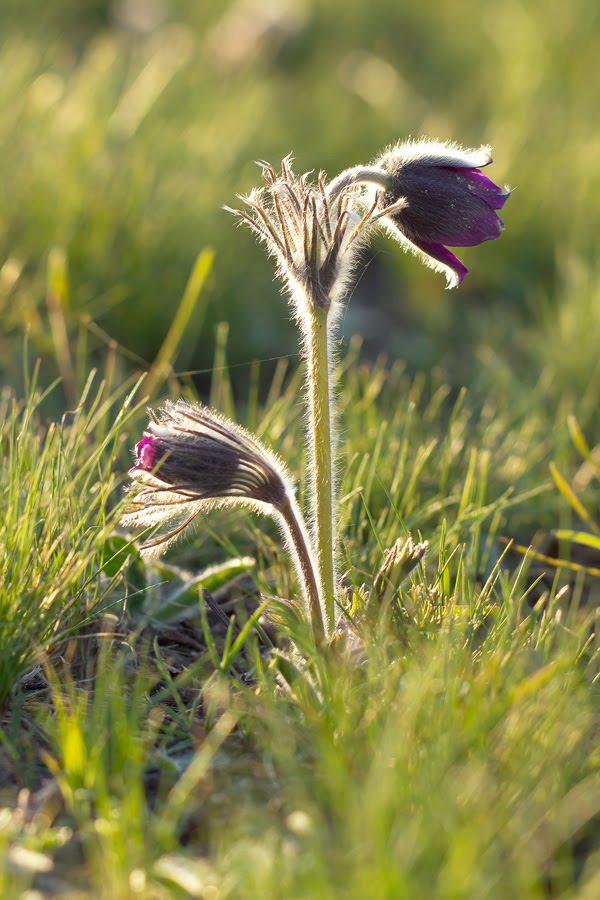 Полум'яне з panoramio.com - Полум'яне