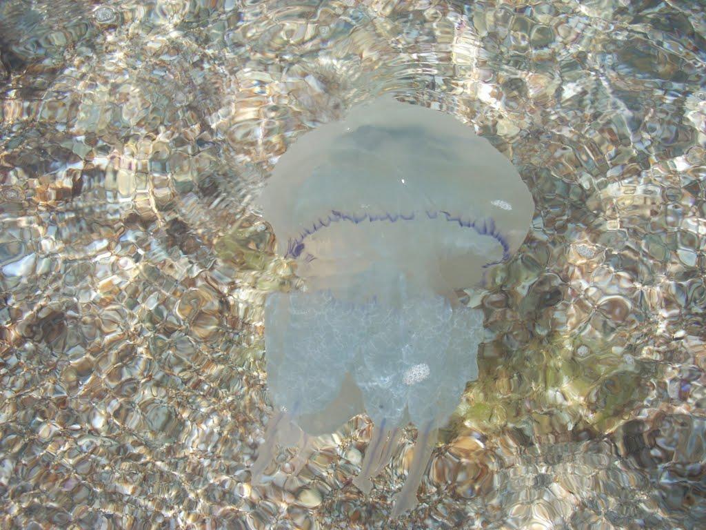 Міжводне з panoramio.com - Межводное