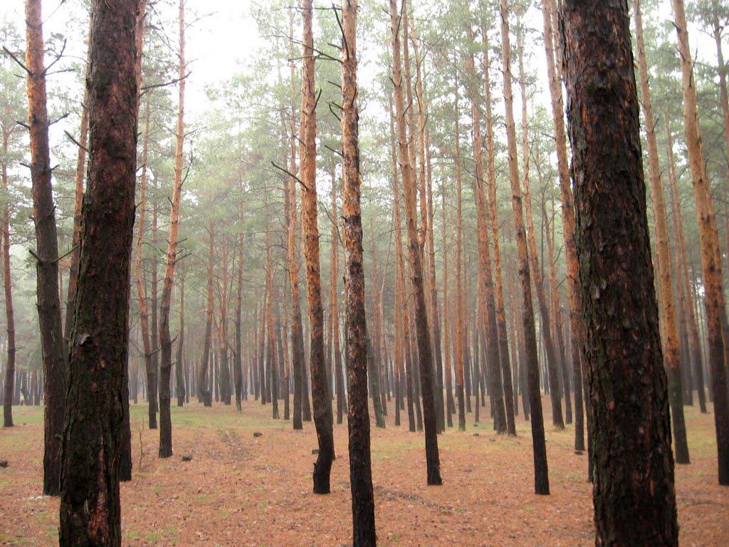 Орлівщина з panoramio.com - Орлівщина
