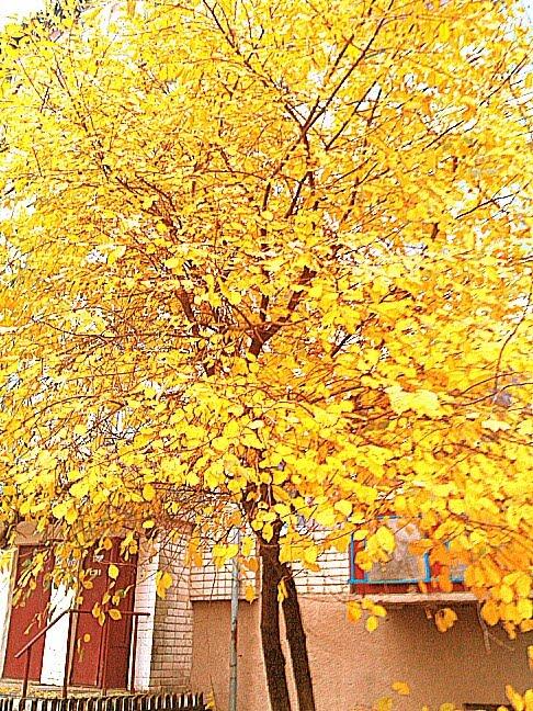 Оржів з panoramio.com - Оржів