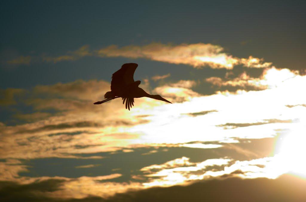 Кикова з panoramio.com - Кикова