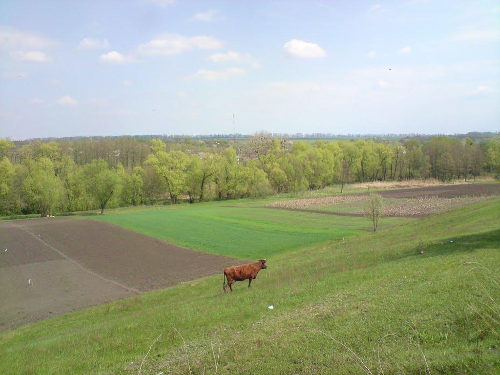 Зеленьки з panoramio.com - Зеленьки