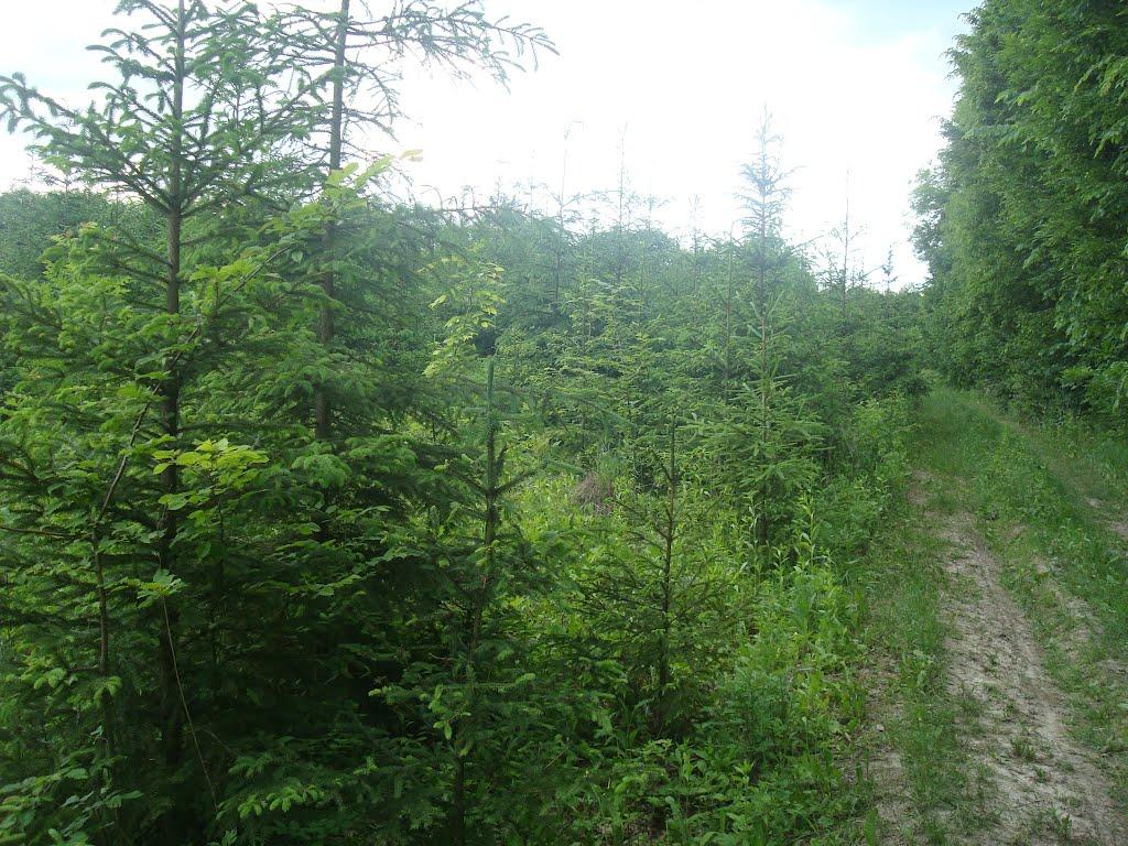 Струга з panoramio.com - Струга