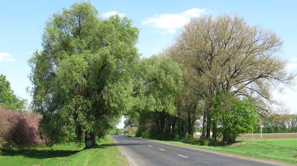 Великі Сорочинці з panoramio.com - Великие Сорочинцы