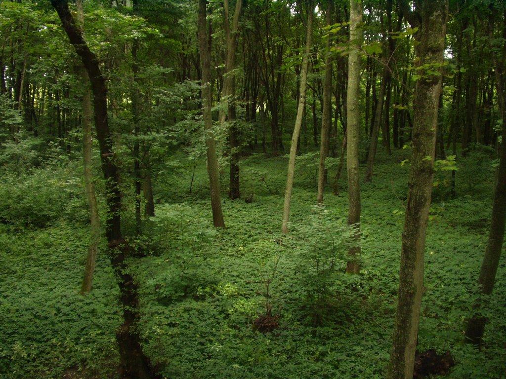 Бігач з panoramio.com - Бігач