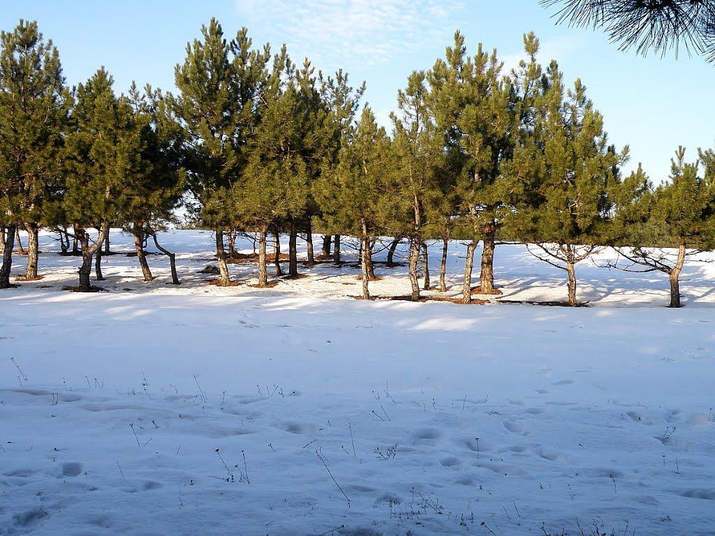 Міусинськ з panoramio.com (ч.2) - Міусинськ