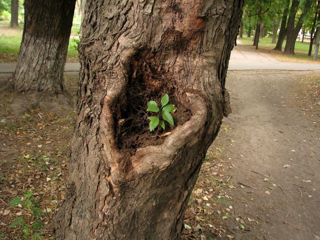 Фастів з panoramio.com (ч.2) - Fastiv