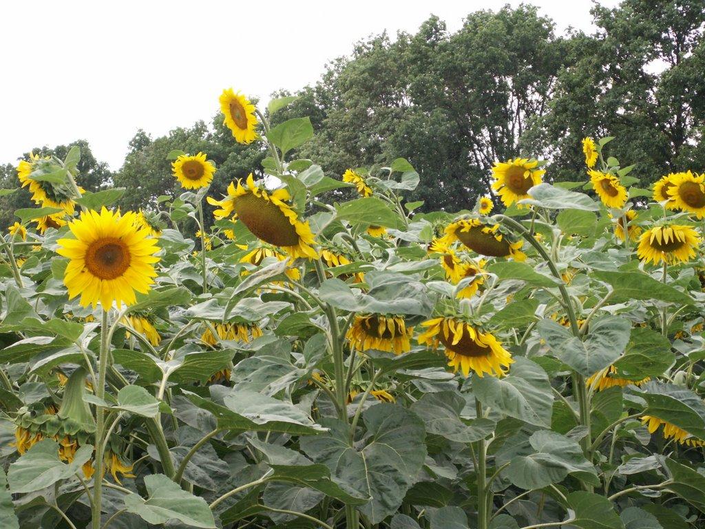 Духанівка з panoramio.com - Духанівка