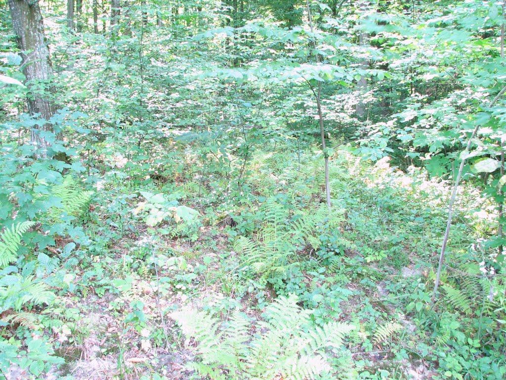 Бахматівці з panoramio.com - Бахматівці