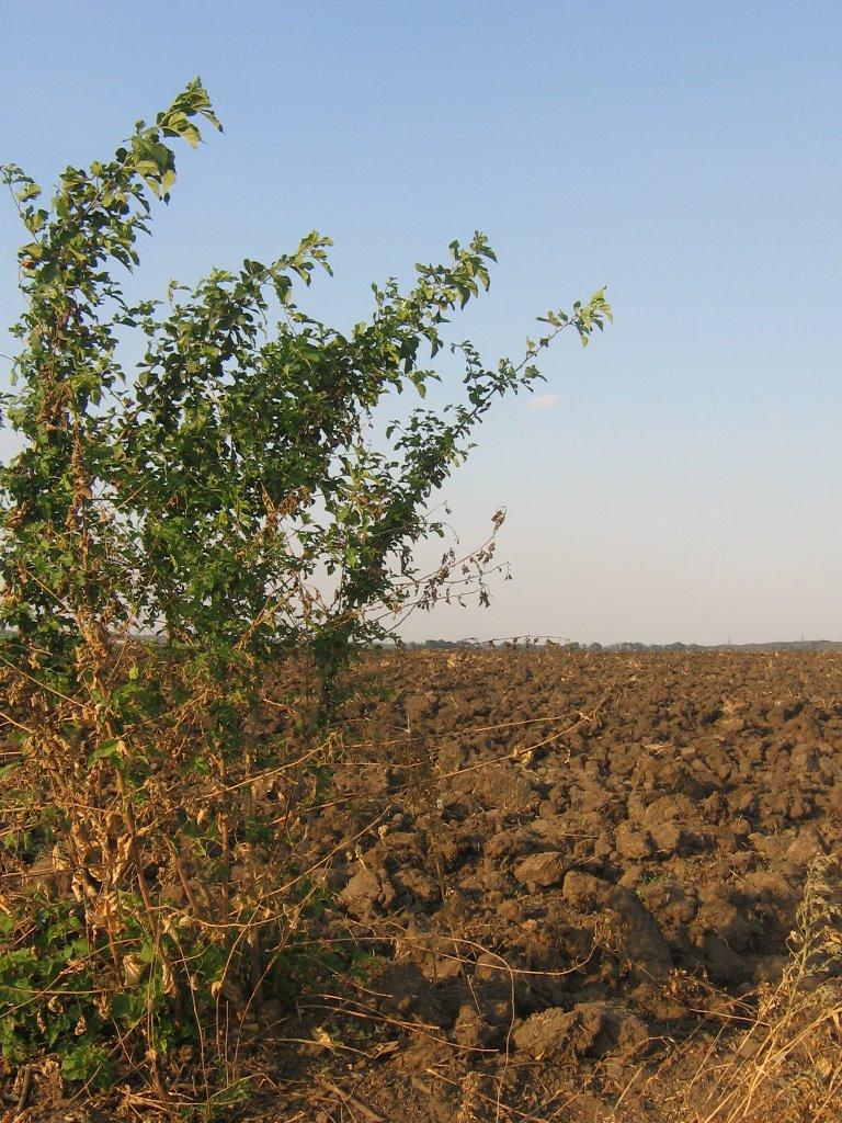 Матвіївка з panoramio.com - Матвіївка