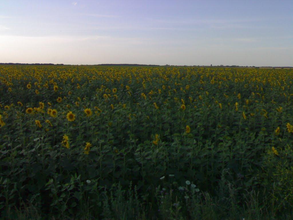 Драбове-Барятинське з panoramio.com - Драбове-Барятинське