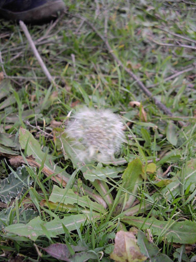 Заозерне з panoramio.com - Заозерне
