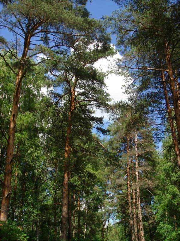 Орлівщина з panoramio.com - Орловщина