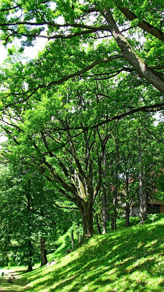 Карпати з panoramio.com - Карпати