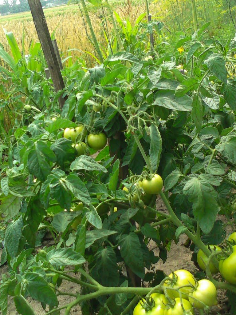 Дядьковичі з panoramio.com - Дядьковичі