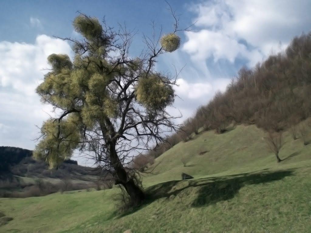 Росош з panoramio.com - Росош